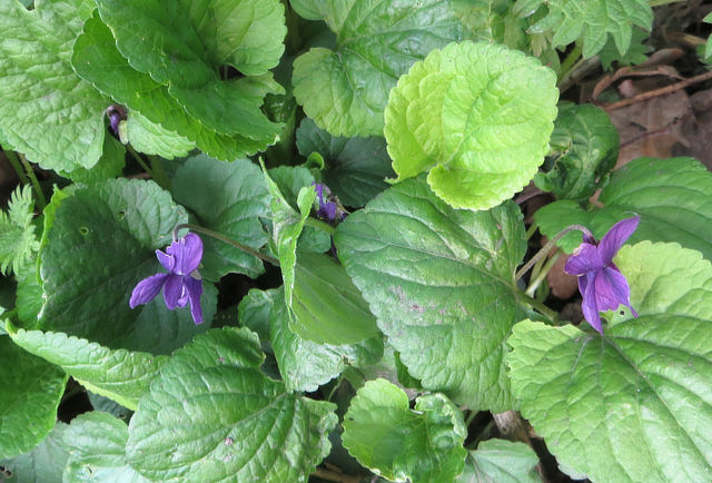 Dog Violet